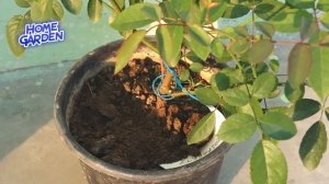 Climbing Rose || लता गुलाब Home/garden