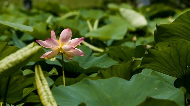 Научиться хранить личные секреты. Гипноз. смотреть онлайн