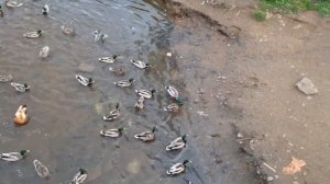 Чайки против уток. Река Яуза в Мытищах.