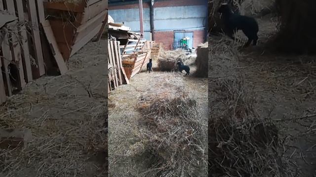 Ягнята ф2 Цвартблес романовка