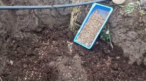 Посадка винограда весной. Виноградник Щереденков В. А.