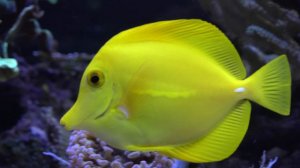 🌊 Dive into the Reef Magic 🐠