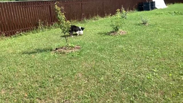 Аусси. Лучшая игрушка для австралийской овчарки. смотреть онлайн