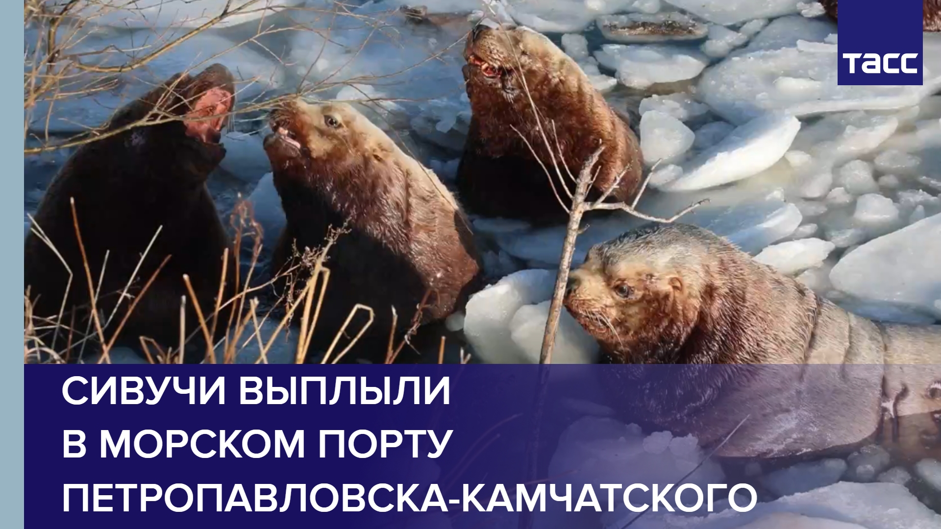 Сивучи выплыли в морском порту Петропавловска-Камчатского