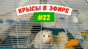 КРЫСЫ В ЭФИРЕ #22