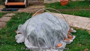 Почему долго не цветет гортензия