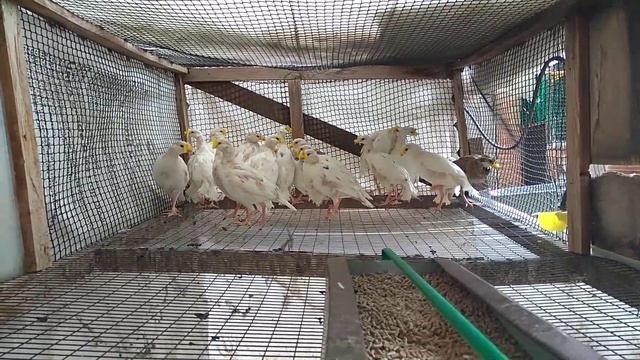 Alectoris rufa, красная куропатка, белая мутация смотреть онлайн