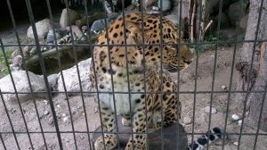 Амурский (Дальневосточный) леопард ХАН Калининградский зоопарк