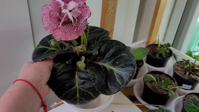 СИНИНГИЯ В ТАЗИКЕ . ГЕРАНИ . ЧЕРНАЯ ТИДЕЙКА . ВИ КРАСНАЯ ЧЕРЁМУХА 21.05.22 смотреть онлайн