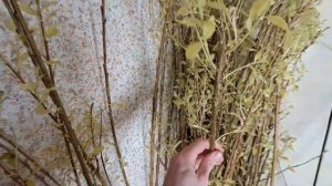 Искуственное оживление ивы. Заготовка обручей для "кошика и  "дамской сумочки"