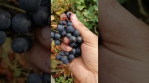 Черный мелкий виноград в краснодарском крае.