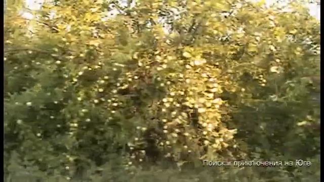 Заброшенный сад.  Мегатонны яблок и слив! смотреть онлайн