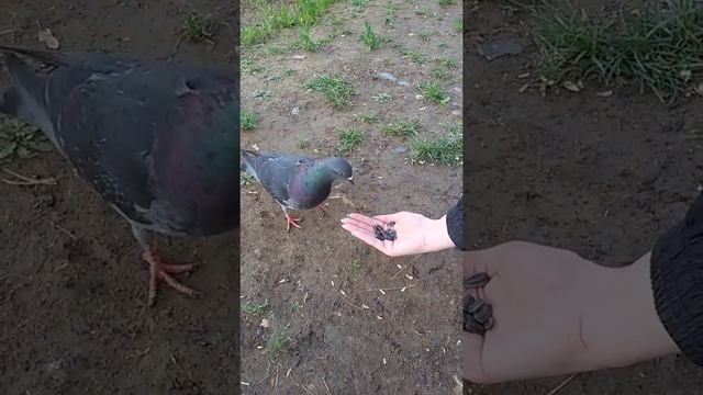 Семечки и голуби ))) такие смешные они смотреть онлайн