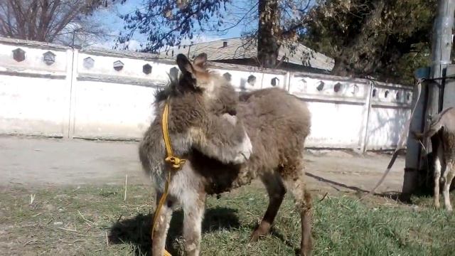 как правильно пасти ишаков смотреть онлайн