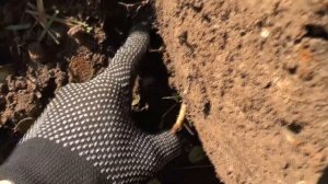 Клад! 1,5 килограмма серебра.