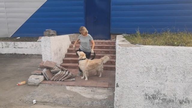 ДТ - 176. Золотая собака - правильный голден. Заочник проекта ДТ. смотреть онлайн