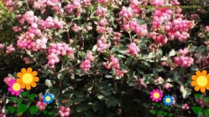 Снежноягодник доренбоза Колмасвит. Краткий обзор, описание symphoricarpos?doorenbosii Kolmaswet