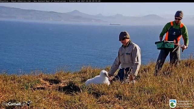 Live Royal Albatross. N. Zealand. Weighing - Королевский альбатрос. Н.Зеландия. Взвешивание