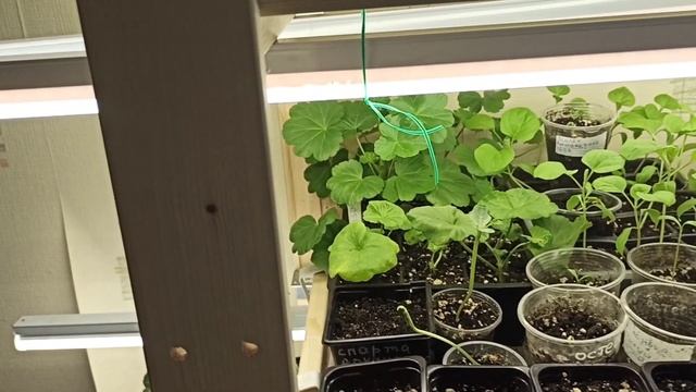 С каждым днём рассада прибавляется и заполняет всё свободное пространство#однавдеревне #кисаЛариса? смотреть онлайн