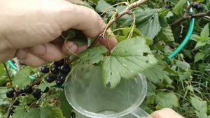 ☼Как правильно собирать чёрную смородину.