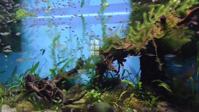 Москвариум. Прозрачные рыбки. смотреть онлайн