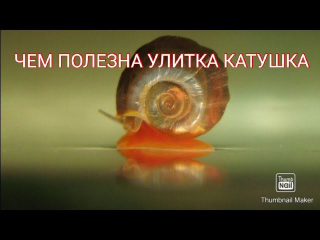 Чем полезна улитка катушка в аквариуме. смотреть онлайн