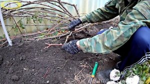 Посадка винограда черенками осенью в открытый грунт