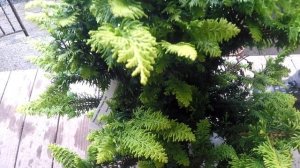 #TreeTipTuesday - Chamaecyparis obtusa 'Fernspray Gold'