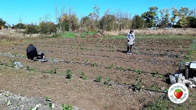 Мульча для грядок. Органическое удобрение из отработанных грибных блоков.