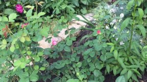 РОЗЫ 🌹 Начало цветения роз в Лен области