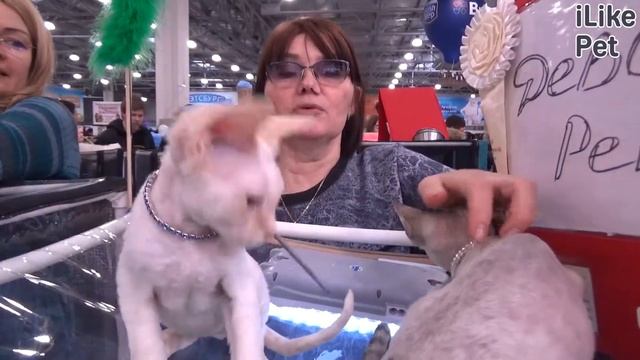 Девон-рекс. Особенности. Уход смотреть онлайн