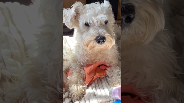 So cute dog 🐶💗 #animals #cuteanimals #cutedog #dog #pets #relaxing # #животные #животныесмешные смотреть онлайн