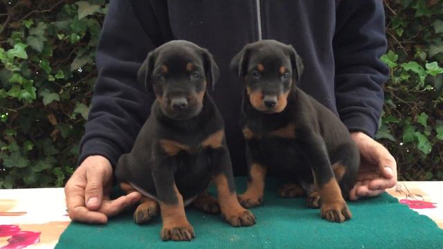 Black Doberman Males For Sale смотреть онлайн