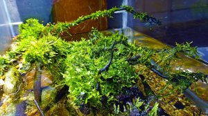 Палюдариума больше не будет! ГЛАВНАЯ причина разборки палюдариума