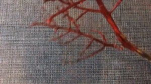 ВЕТКИ ДЛЯ ДЕКОРА