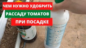 Чем нужно удобрить рассаду томатов при посадке для большого урожая.