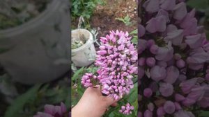 Обзор флоксов Следы,  Бутоник, Голубка. #флоксыСледыБутоникГолубка #клематисКардиналВышинский