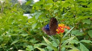 Гонконг парк . Куда сходить в Гонконге