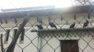 Как кричит кафрский рогатый ворон. Зоопарк в Будапеште