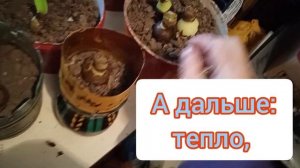 Гиппеаструмы, выращивание, уход, что сейчас главное! ?