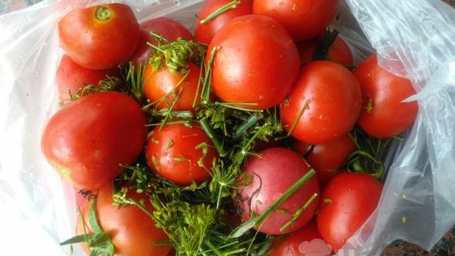 Малосольные помидоры в пакете с укропом и чесноком