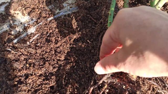 НОВЫЕ РОЗЫ из питомника Академия Роз❤? Распаковка посылки смотреть онлайн