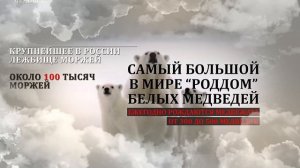 Остров Врангеля - удивительные факты. Энциклопедия "Страна, где мы живём"