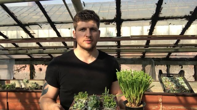 Толстянка (Crassula) - доступный суккулент для новичка