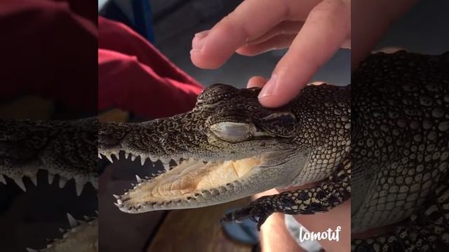 Как правильно гладить крокодила ? смотреть онлайн