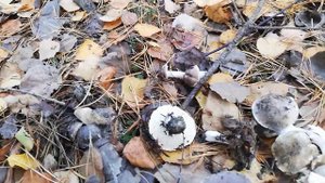 РЯДОВКА СЕРАЯ.(Tricholoma portentosum) ЕЁ ОТЛИЧИТЕЛЬНЫЙ ПРИЗНАК.