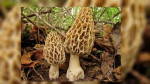 Всё об отравлении грибами / ALL ABOUT MUSHROOM POISONING