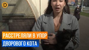 Расстреляли дворового кота