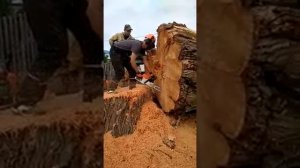 Stihl MS 462 с шиной 63 см, продольной рез Ивы.