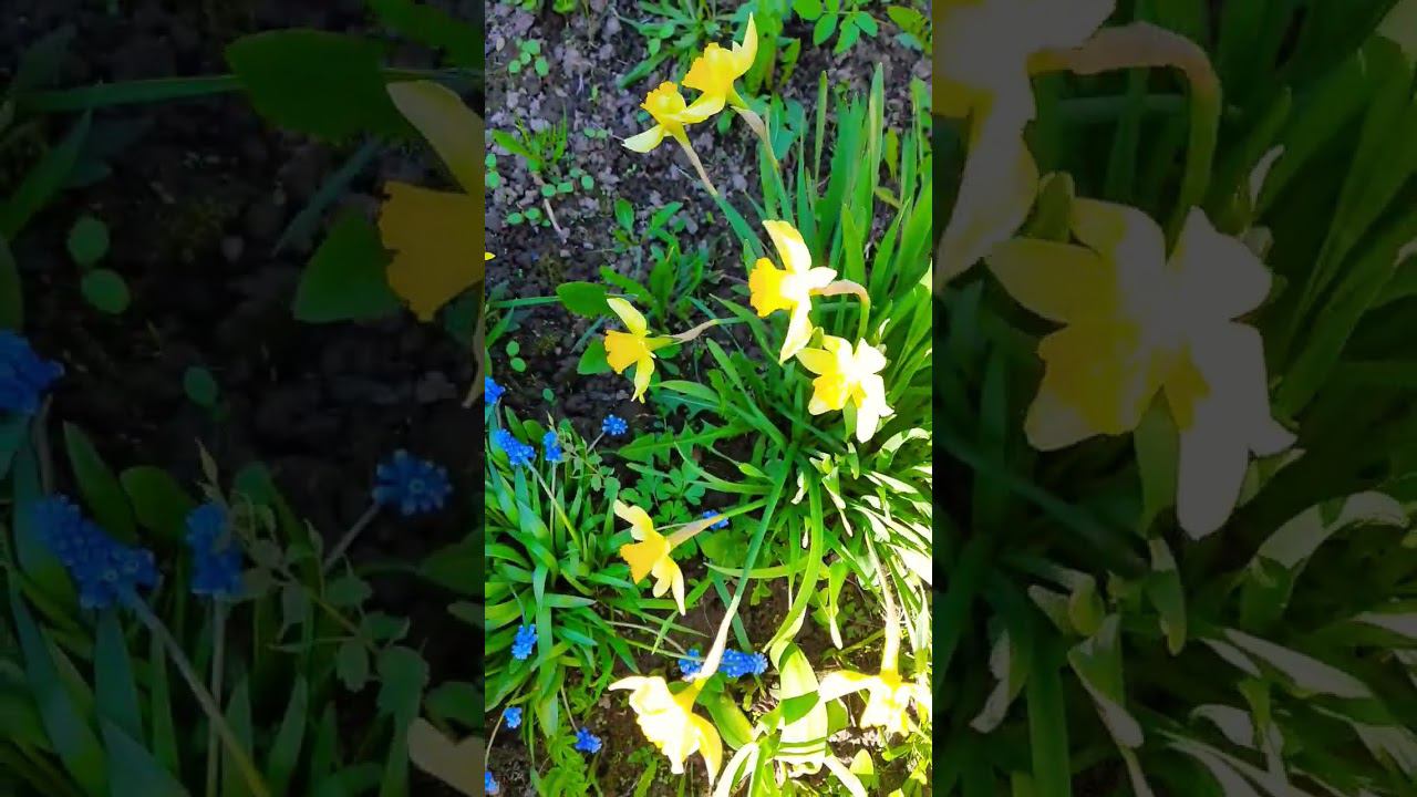 Цветочки в моем садочке смотреть онлайн